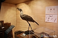 VBS_1018 - Riapre il Museo di Scienze Naturali dopo dieci anni di chiusura